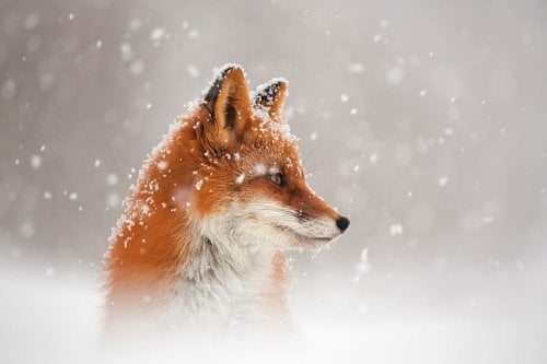 winter-snow-fox-fox-hd-wallpaper-preview.jpg