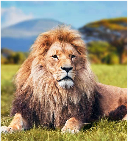 lion.png