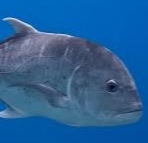 trevally