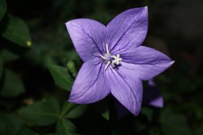 LavenderFlower