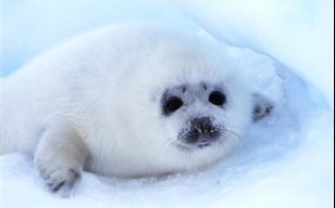 KokoSeal