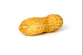 OrdinaryPeanut