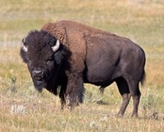 aroamingbuffalo