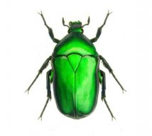 greenbeetle