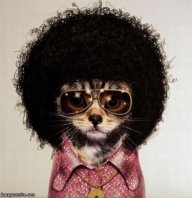 AfroKitty