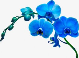 Orchiblue