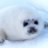 KokoSeal