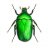 greenbeetle